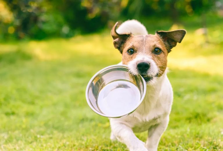 Toxic Food for dog