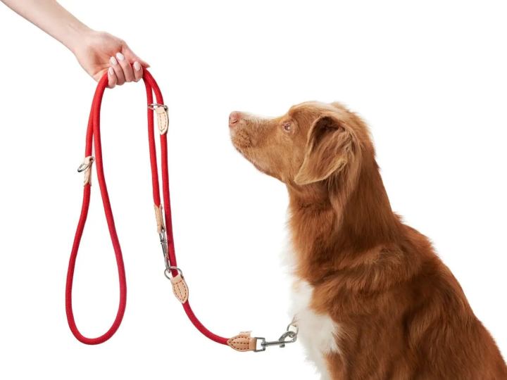 Multi-function red colour pet dog leash for sale online in Australia NZ.