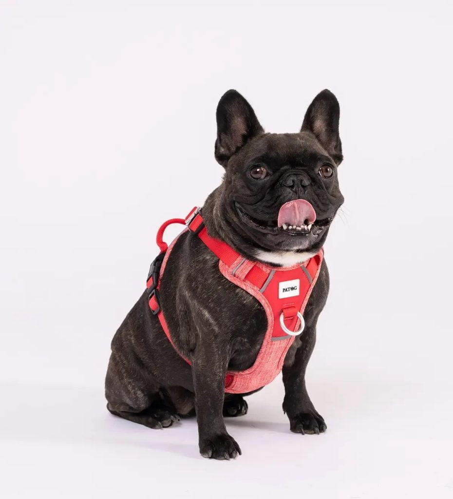 Red dog harness pet accessories available online in Australia NZ.