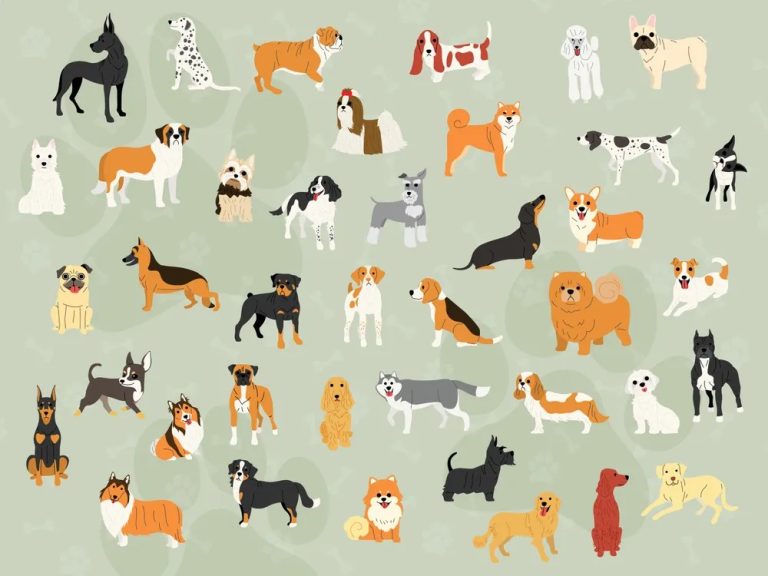 Small Dog Breeds