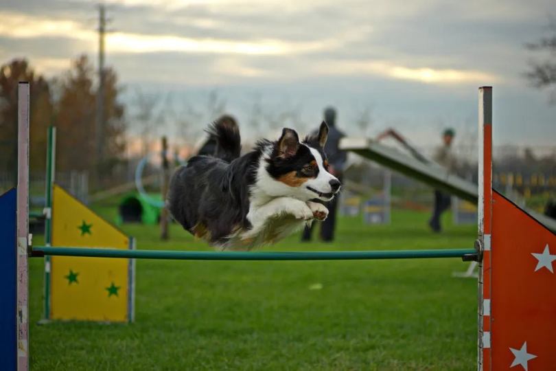 Australian shepherd dogs time trials.