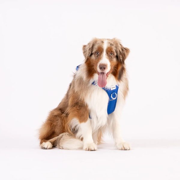 Patog's Australian Shepherd model with  medium size blue harness on. Durable and stylish harness great for walks.