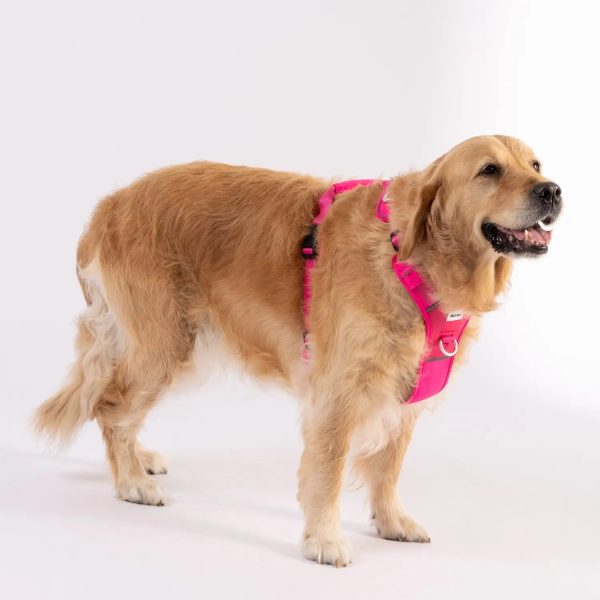 Patog's Golden Retriever model wearing size large pink colour harness. Durable and stylish harness great for walks.