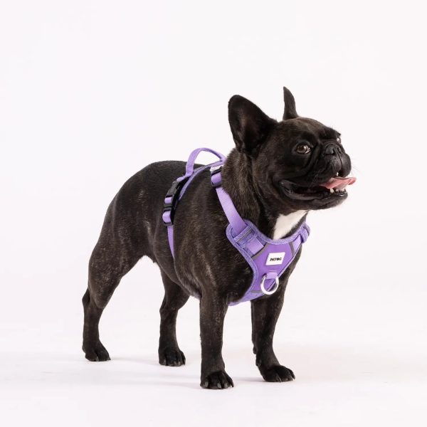 Patog's French Bulldog model wearing size small purple colour harness. Durable and stylish harness.
