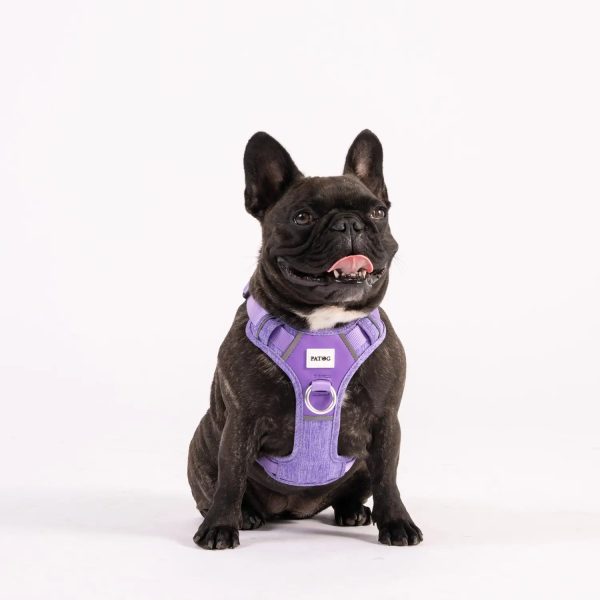 Coloured dog harness gift pet accessory ideas.